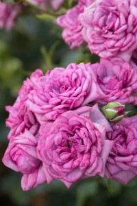 LAVENDER JEWEL (miniature)